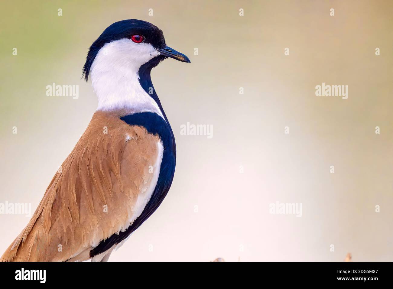 Sporngeflügelter Lapwing (Vanellus spinosus) steht auf der Mangrovenwüste mit verschwommenem Hintergrund. Nahaufnahme Portrait-Ansicht des spurgeflügelten Umkippens. Stockfoto
