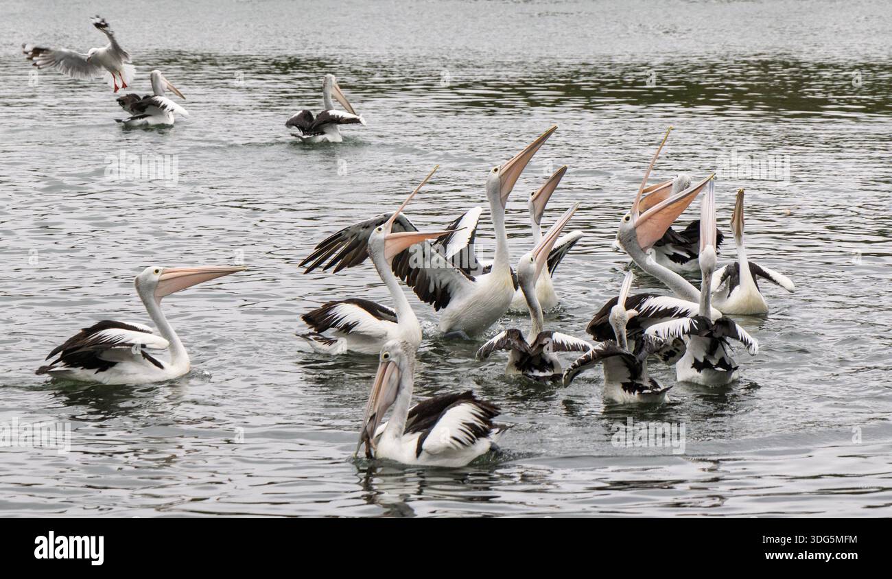Nahaufnahme einer großen Gruppe von Pelicanern auf dem Wasser in einem Futterrausch in Brisbane Water, NSW, Australien im Januar 2026 Stockfoto