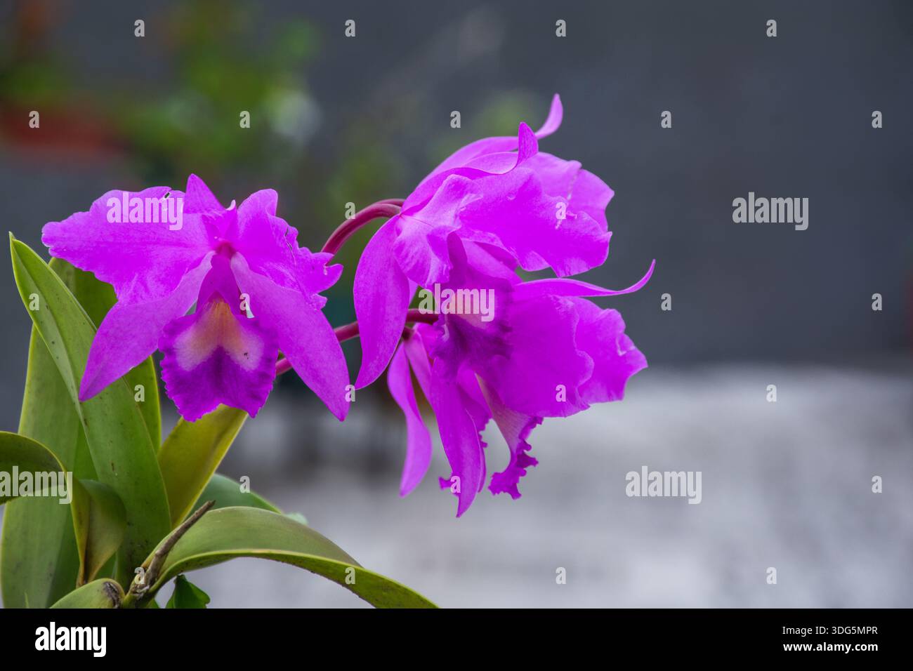 Leuchtend violette Orchideenblüten mit sattgrünen Blättern, erfasst mit einer geringen Schärfentiefe für einen cremigen, unscharfen Hintergrund Stockfoto
