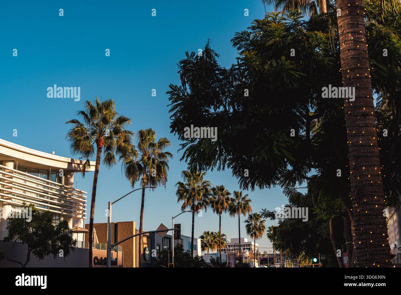 Straße von Los Angeles mit langen Palmen und blauem Himmel an sonnigen Tagen Stockfoto