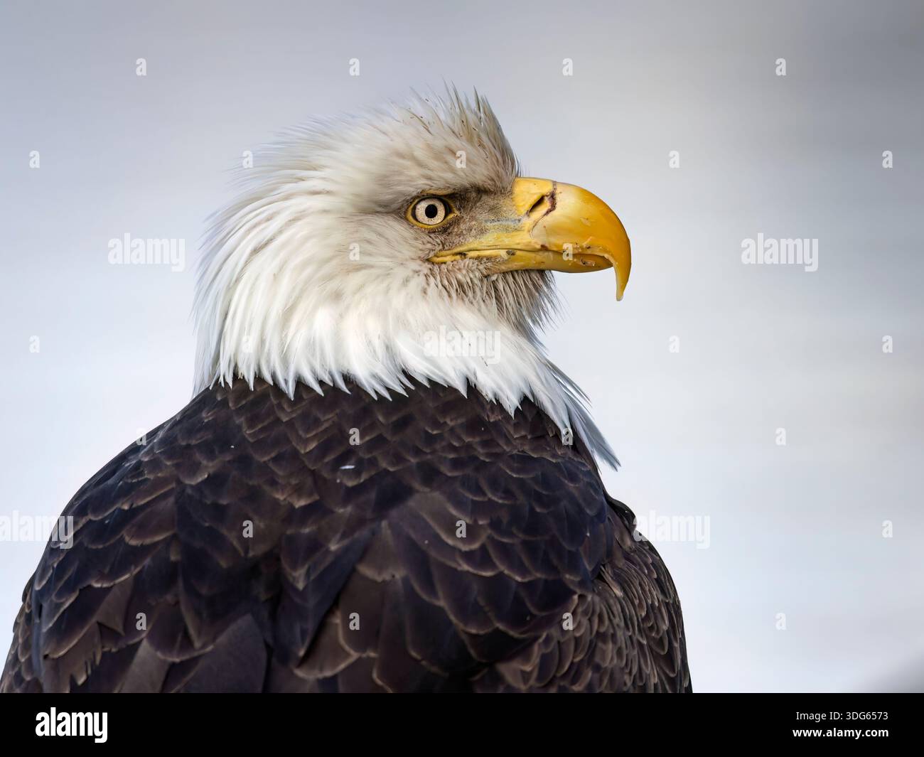 Weißkopfadler mit scharfem Blick, weißen Kopffedern und kräftigem gelben Schnabel vor einem weichen Hintergrund. USA Stockfoto