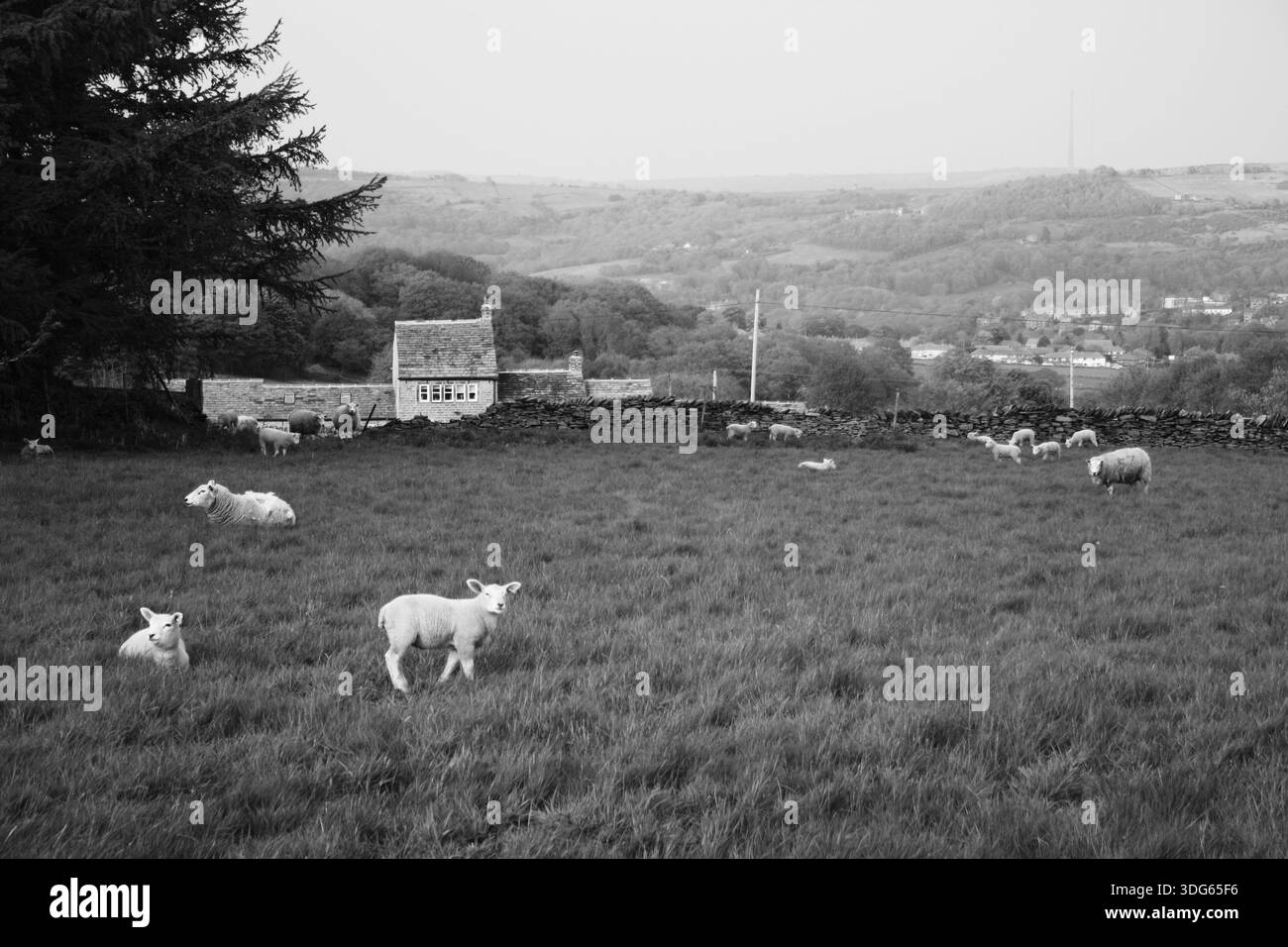 Schafe auf den Feldern oberhalb von Upperthong, Holmfirth, Großbritannien Stockfoto