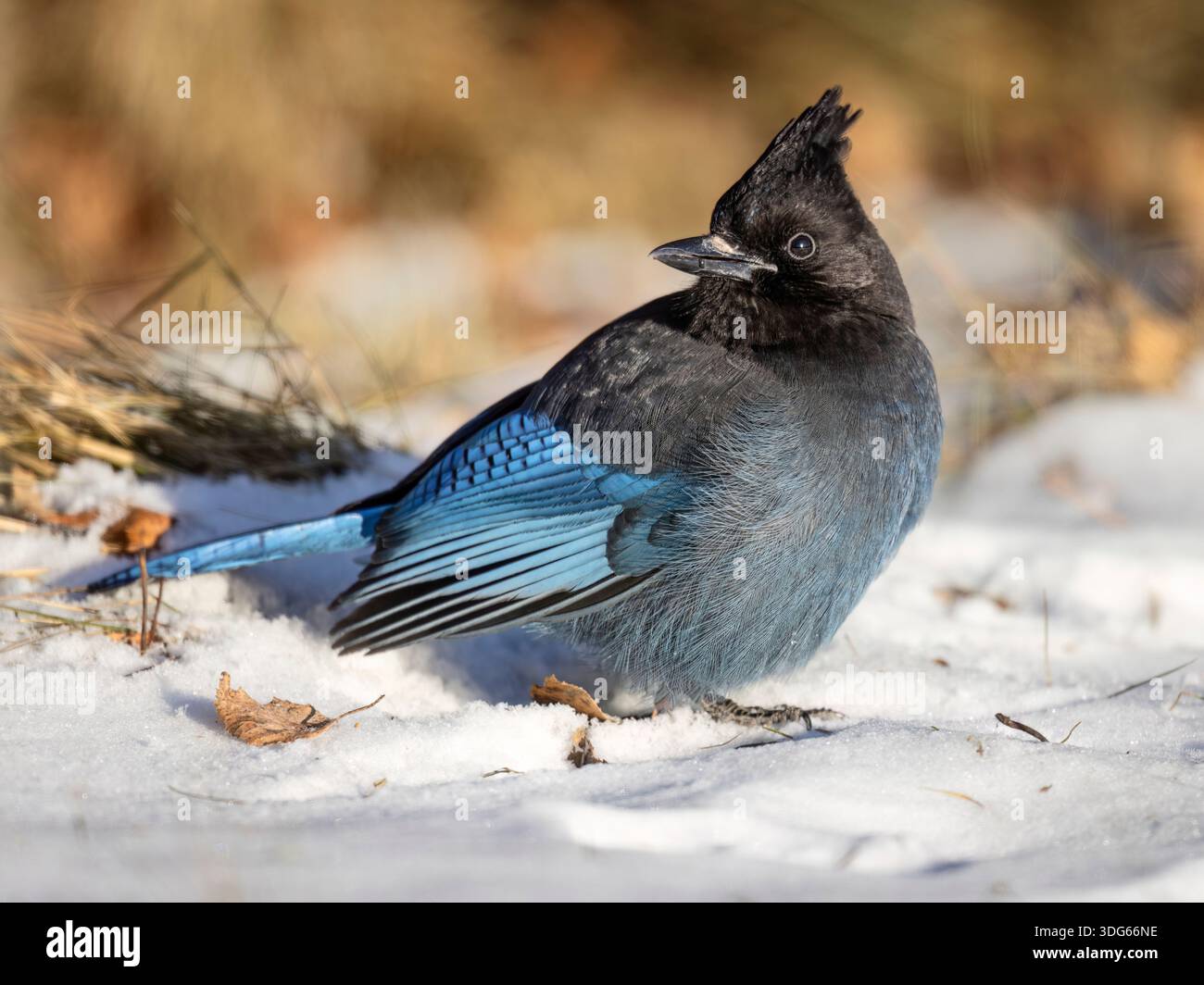 Steller's Jay thront auf Schnee mit blauem Gefieder und Wappen, umgeben von trockenem Gras. Alaska, USA Stockfoto
