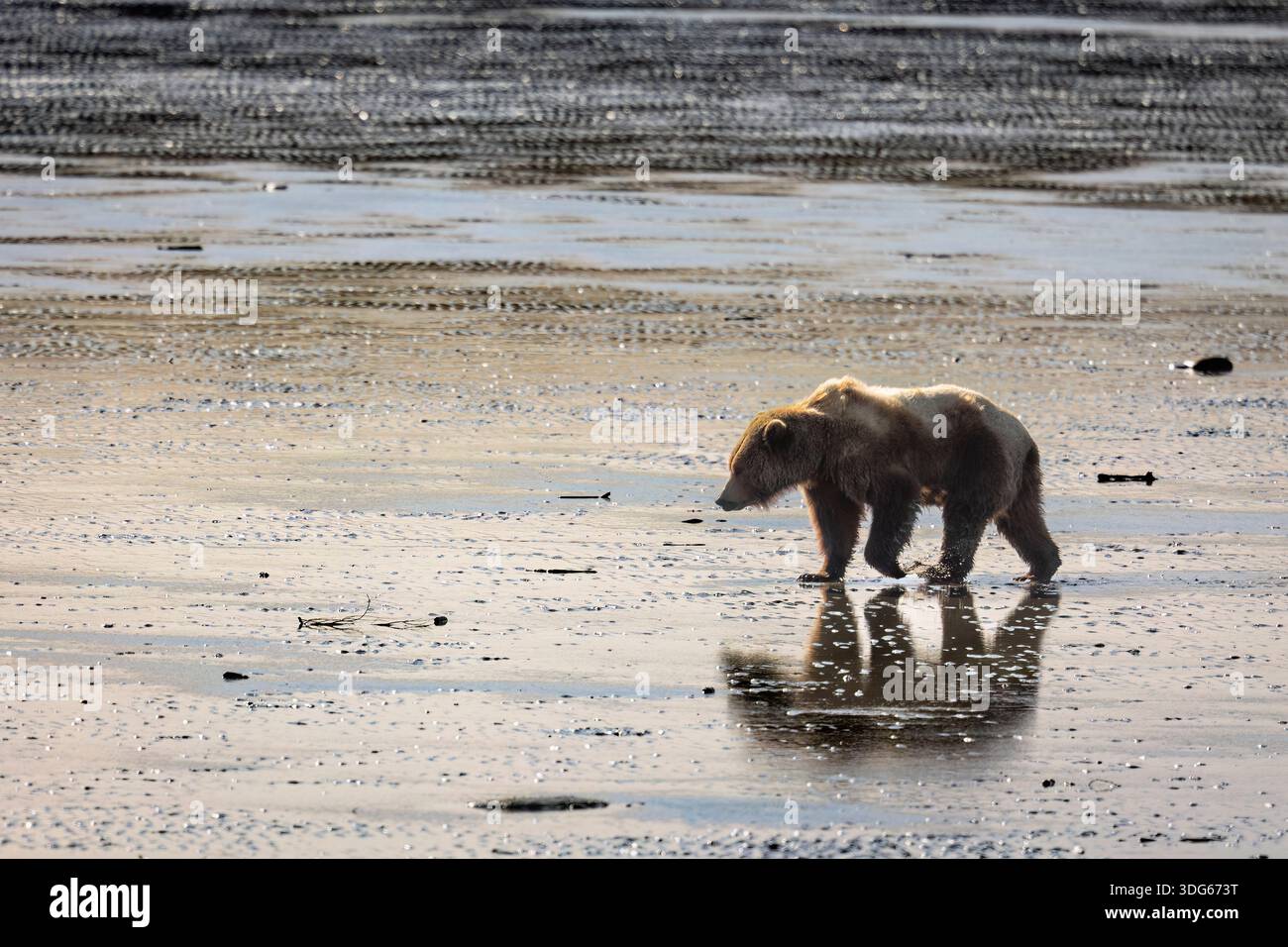 Ein braunes Bärenjunges spaziert allein an einem reflektierenden, nassen Sandstrand unter einem weichen, diffusen Licht. Alaska, USA Stockfoto