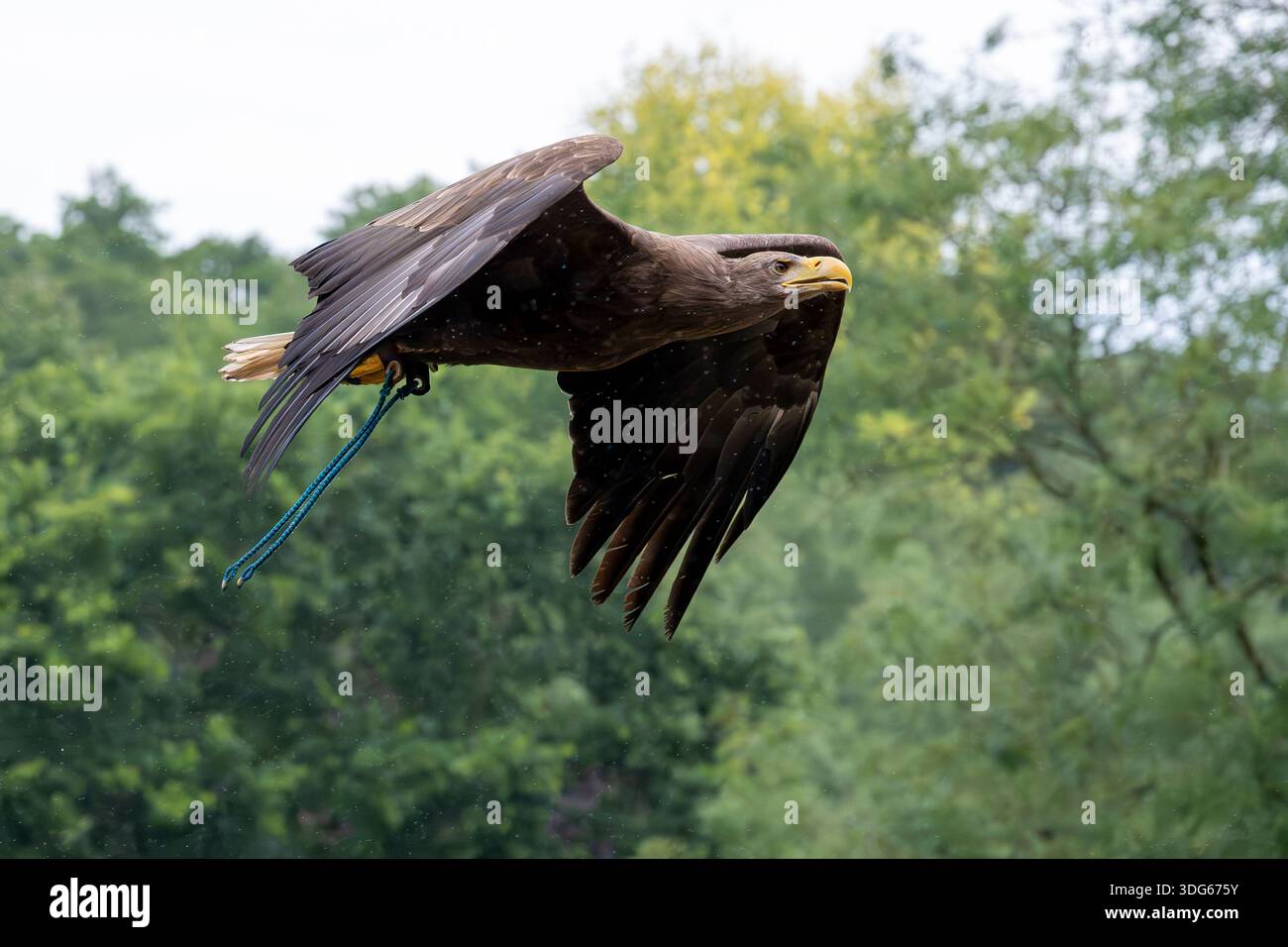 Ein Adler schwingt durch einen üppig grünen Wald mit voll ausgestreckten Flügeln. Warwickshire, Warwick, England Stockfoto