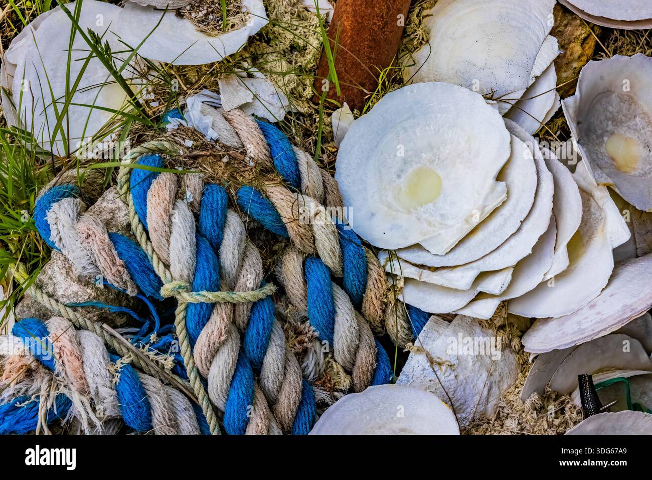 Muschelschalen und eine verworfene Bootslinie im kleinen Vorhafen McCallum, Neufundland, Kanada Stockfoto