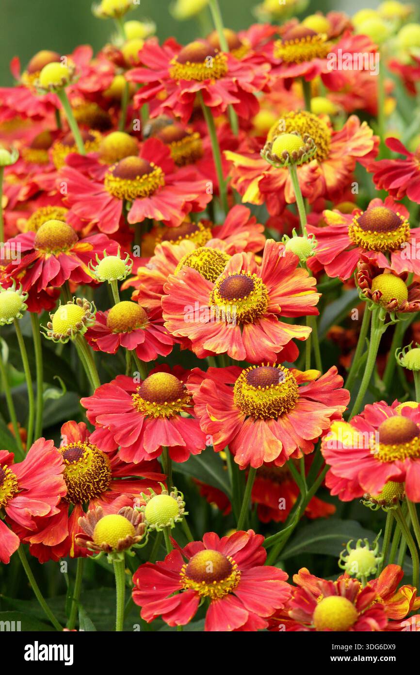 Helenium Vicky-Niesweed mit Massen gelber und tieforanger Strähne wie Blüten vom Hochsommer bis zum Herbst, attraktiv für Bestäuber Stockfoto