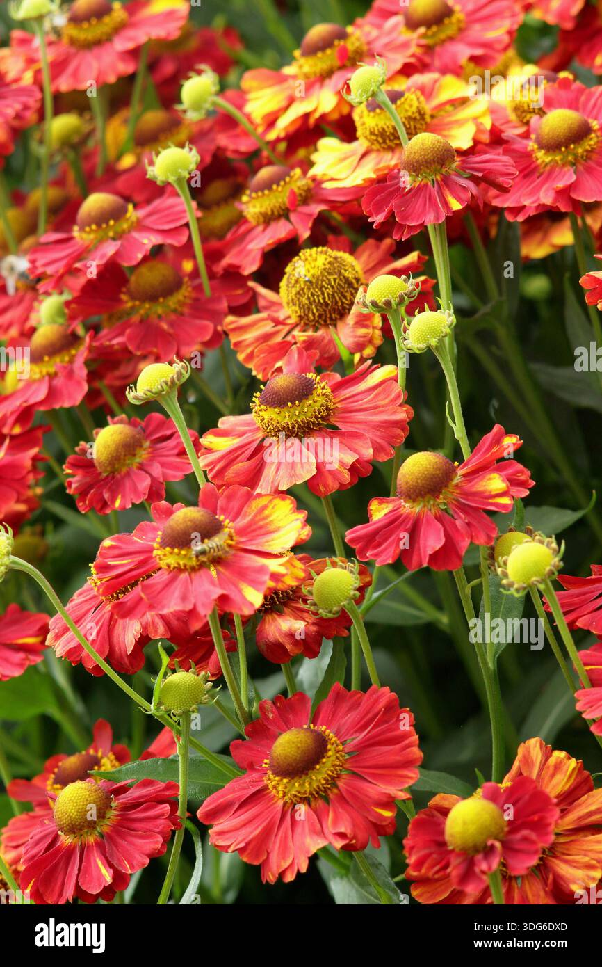 Helenium Vicky-Niesweed mit Massen gelber und tieforanger Strähne wie Blüten vom Hochsommer bis zum Herbst, attraktiv für Bestäuber Stockfoto