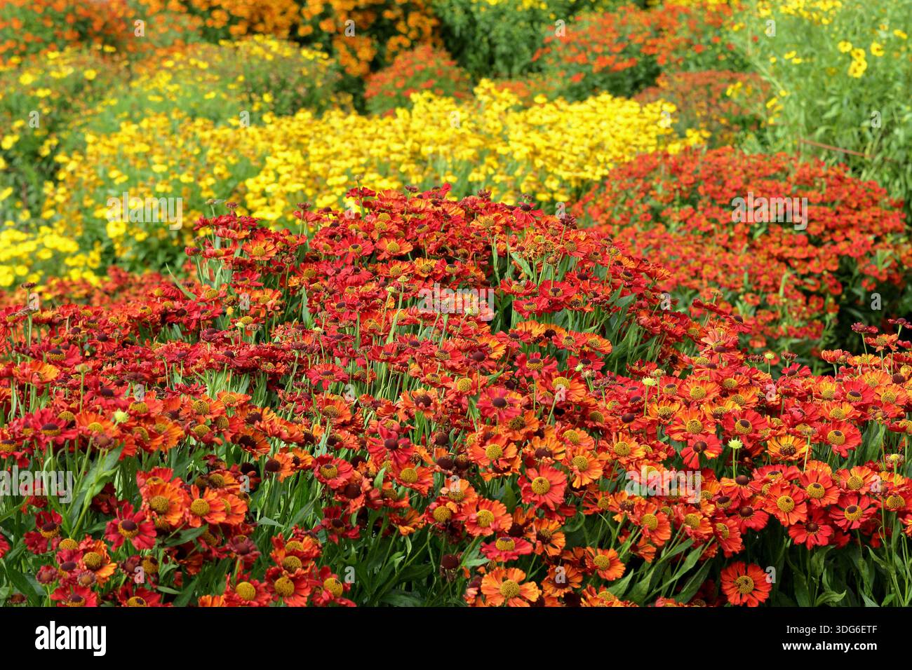 Heleniums (Sneezeweed) bilden eine farbenfrohe Gartengrenze, darunter im Hochsommer der gelbe Helenium Butterpat und der orange Helenium Sophie zur Linden. Stockfoto