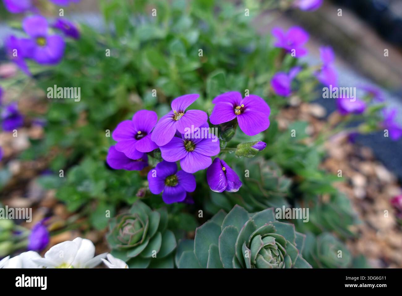 Kleine lila Aubrieta Hamburger State Park (Stadtpark) Blumen in einem englischen Cottage Garden in Lancashire, England, Großbritannien Stockfoto