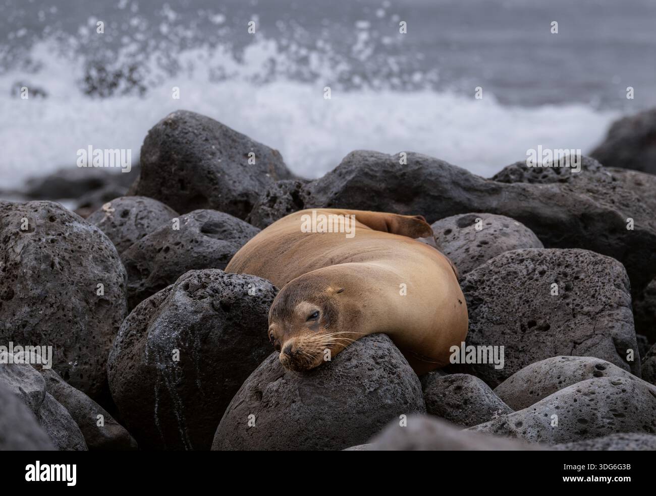 Weibliche Galapagos-Seelöwen Ruhen Stockfoto