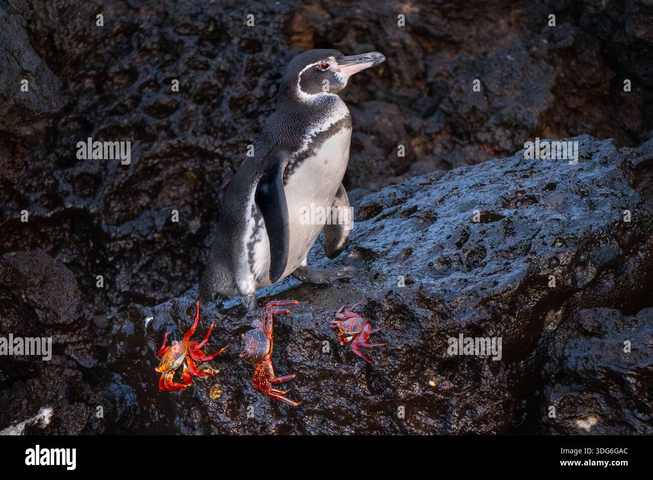 Galapgos Pinguin und Krabben Stockfoto
