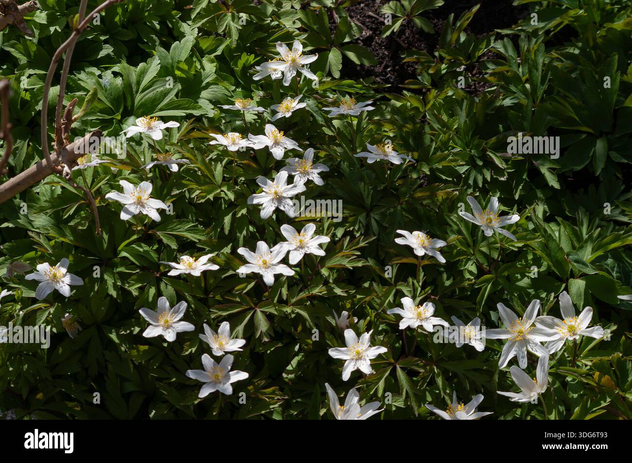 Die fröhlichen weißen Blüten der Holzanemone, Anemonoides nemorosa, im Frühjahr. Die sternenklaren weißen Blüten werden durch ihre attraktiven Blätter kompensiert. Stockfoto