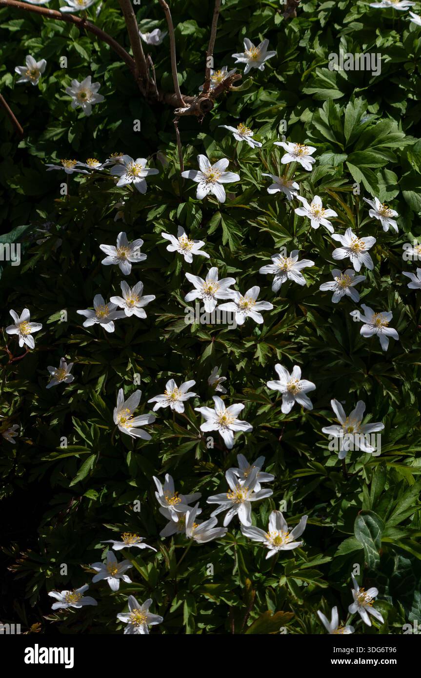 Die fröhlichen weißen Blüten der Holzanemone, Anemonoides nemorosa, im Frühjahr. Die sternenklaren weißen Blüten werden durch ihre attraktiven Blätter kompensiert. Stockfoto
