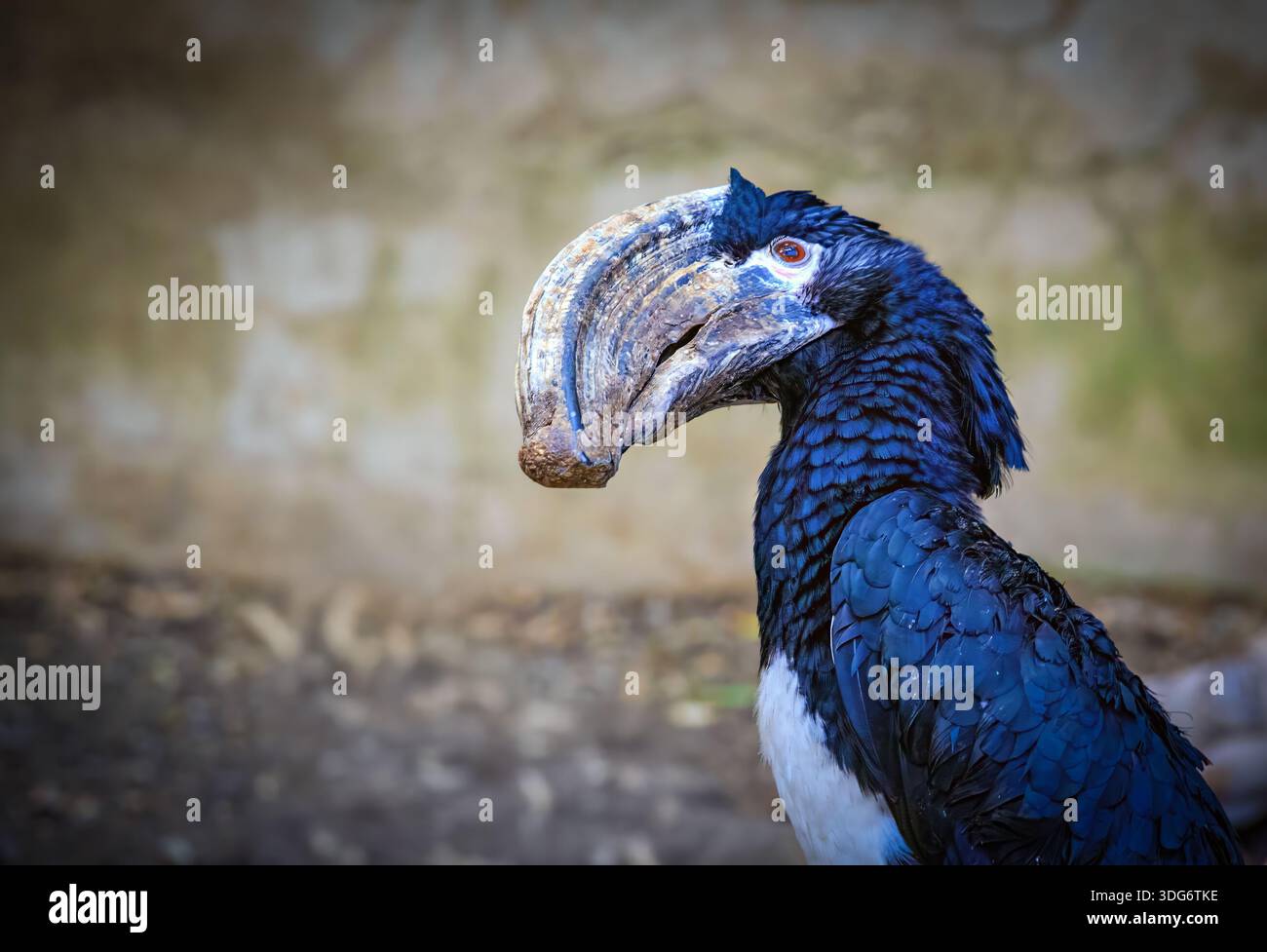 Nahaufnahme eines silberfarbenen Nashornschnabels mit seinem markanten Casque vor einem unscharfen natürlichen Hintergrund. Stockfoto