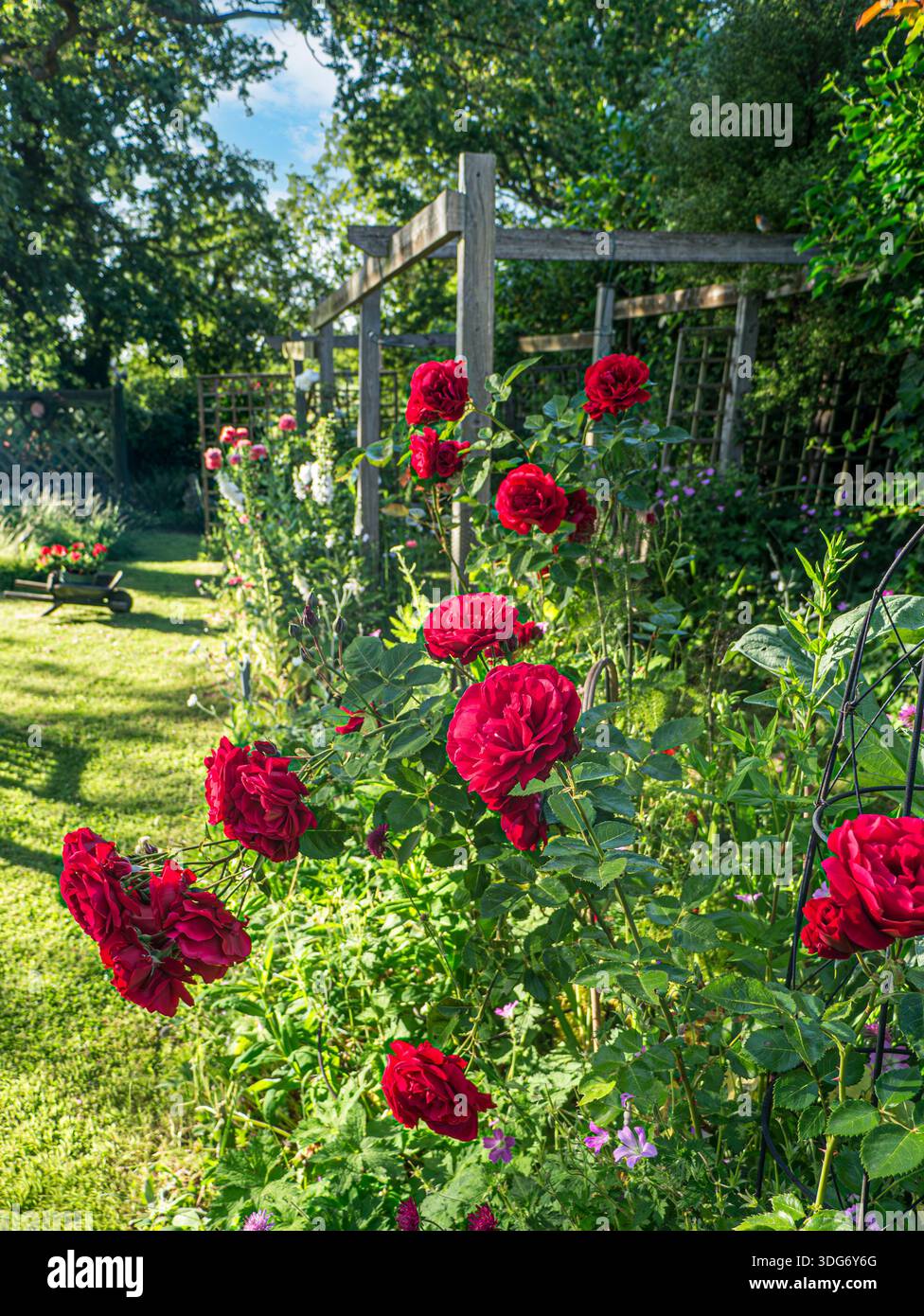 ROTE ROSEN Gartenrand dominiert von der lebendigen „Ingrid Bergman“ Hybrid-Teerose, bekannt für ihre kräftigen Farben Surrey Cottage Garden UK Stockfoto