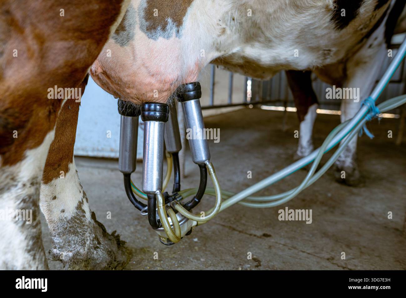 Am Kuheuter angebrachte automatische Melkmaschine. Professionelle Milchviehzuchtgeräte zur Milchgewinnung aus Rindervieh auf modernen Indu Stockfoto