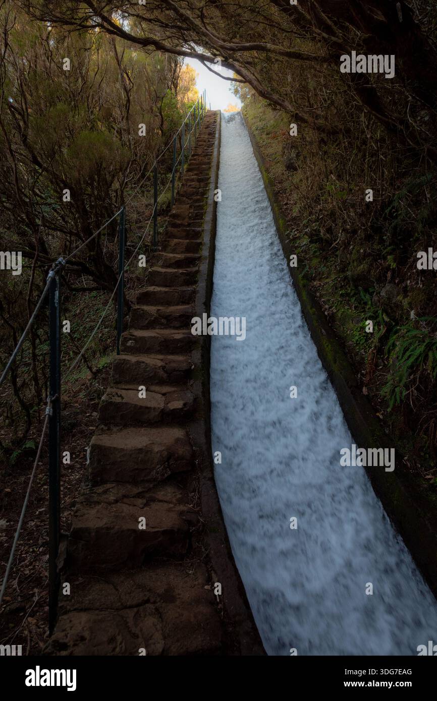 Ein schmaler Levada-Kanal mit kaskadierendem Wildwasser verläuft direkt bergauf, neben rauen Steinstufen in einem Waldtunnel auf Madeira Island, Portugal Stockfoto