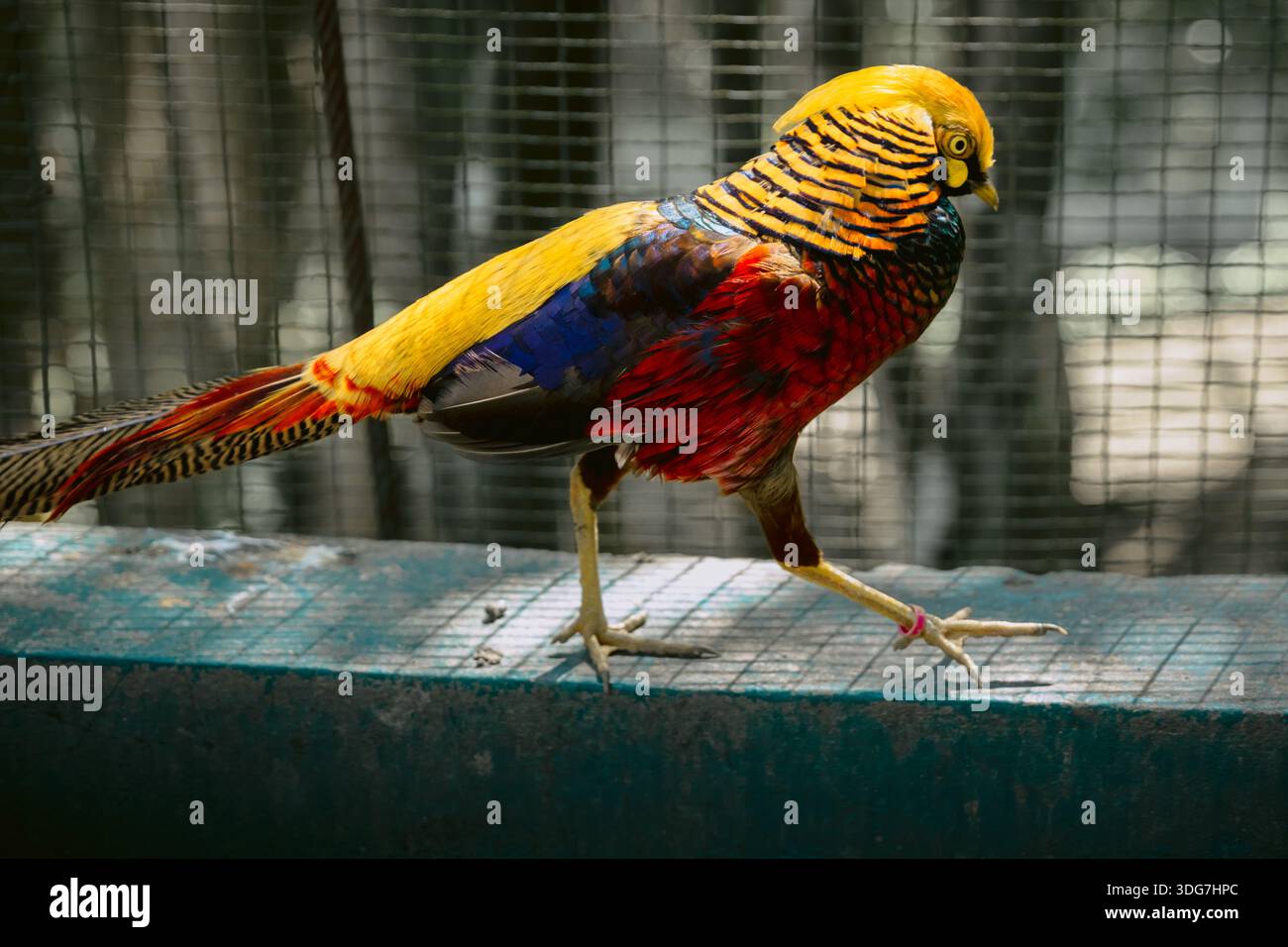 Golden Fasan oder Chrysolophus Pictus im Vogelpark Stockfoto