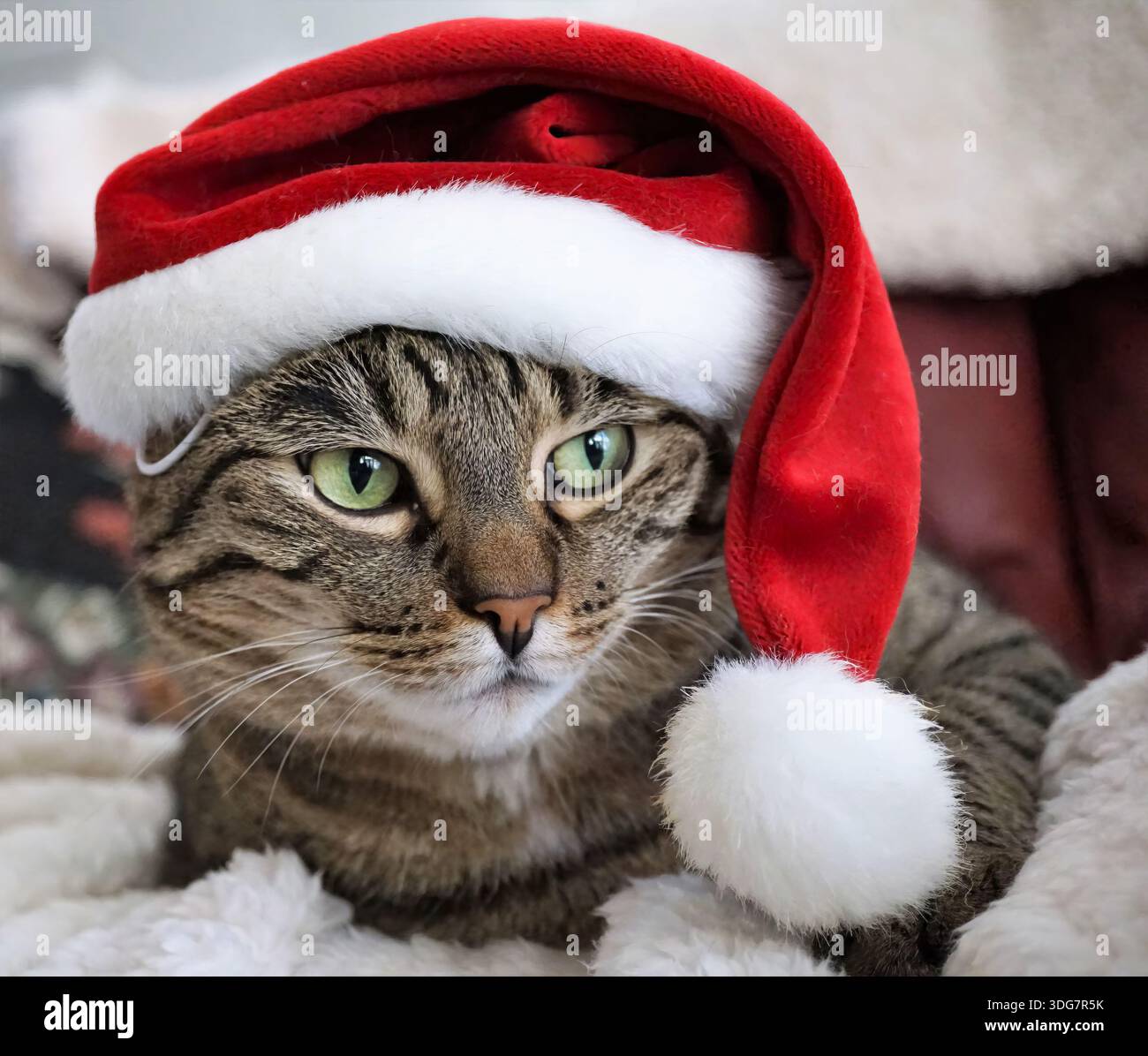 Eine Katze mit rotem Weihnachtsmann-Hut. Die Katze hat grüne Augen Stockfoto