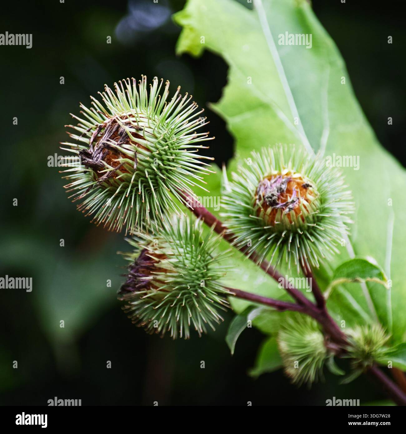 Drei ungeöffnete größere Klettenblüten an Stielen in Nahaufnahme Stockfoto