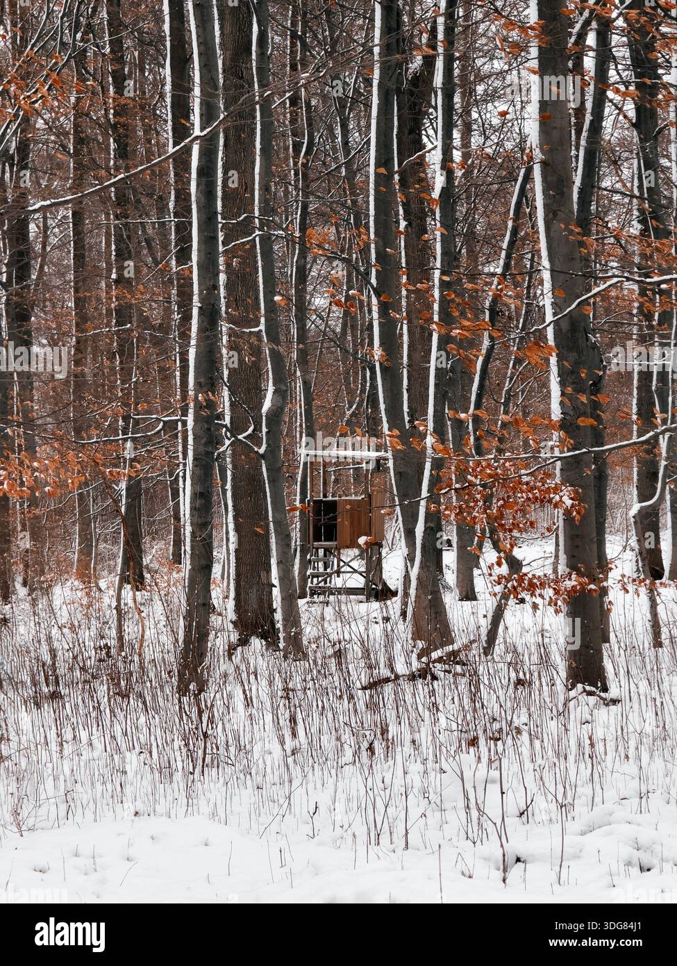 Ein schneebedeckter Wald mit Bäumen, die leicht mit Schnee bedeckt sind. Stockfoto