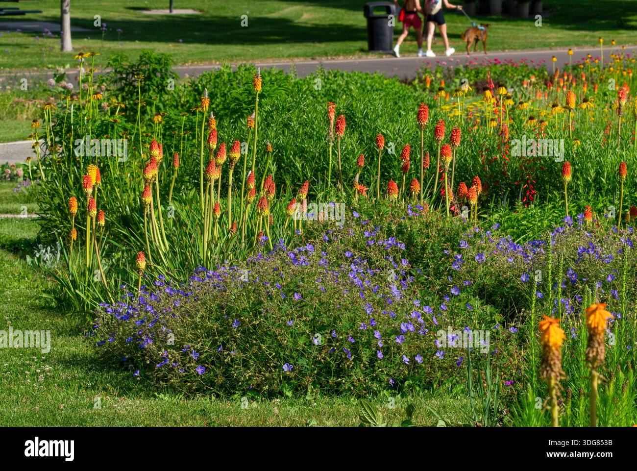 Cranesbill Geranium Blumen und Red Hot Poker Pflanzen in einem sonnigen Park Garten an einem Sommertag. Stockfoto