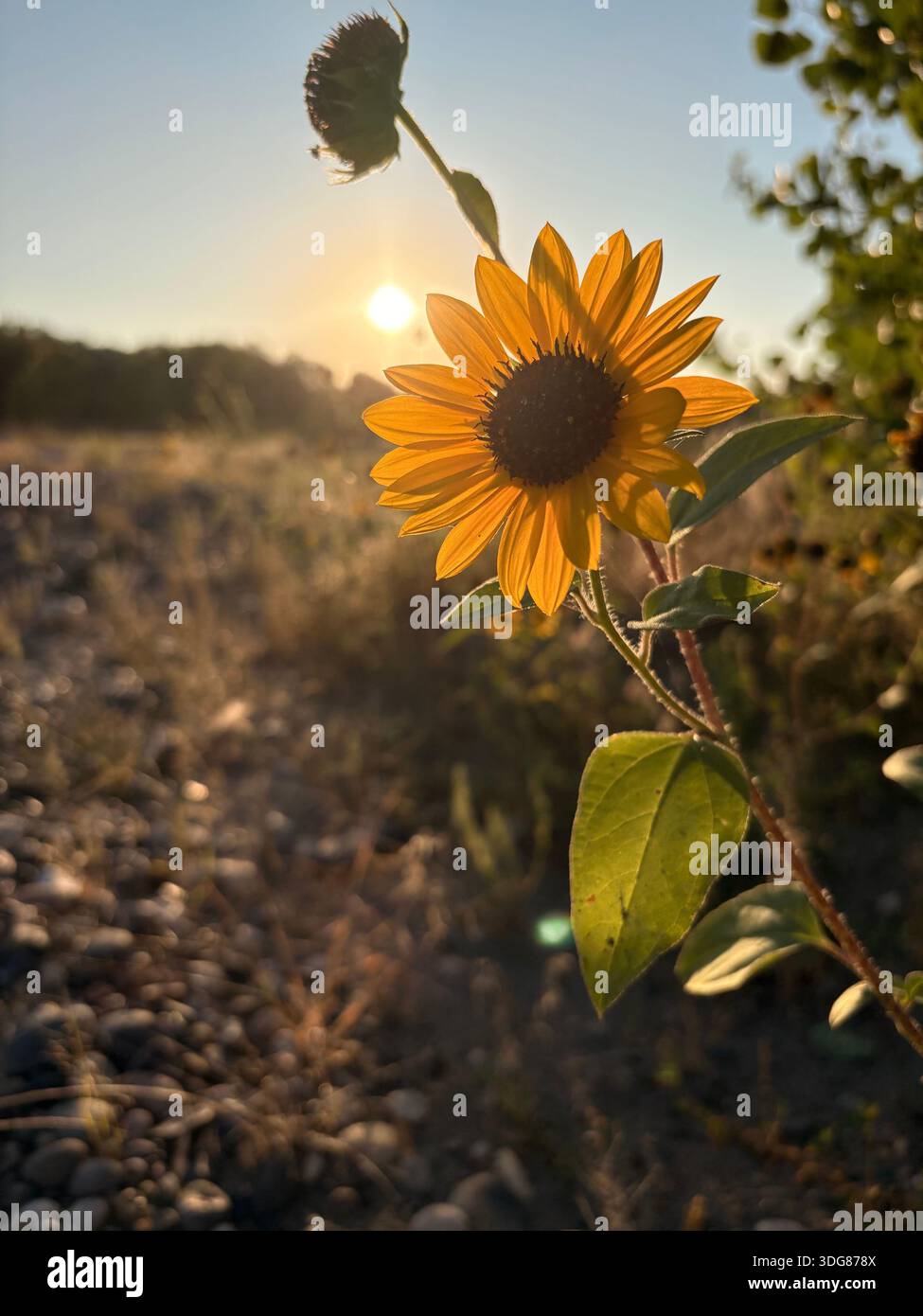 Große Gelbe Gänseblümchen Stockfoto