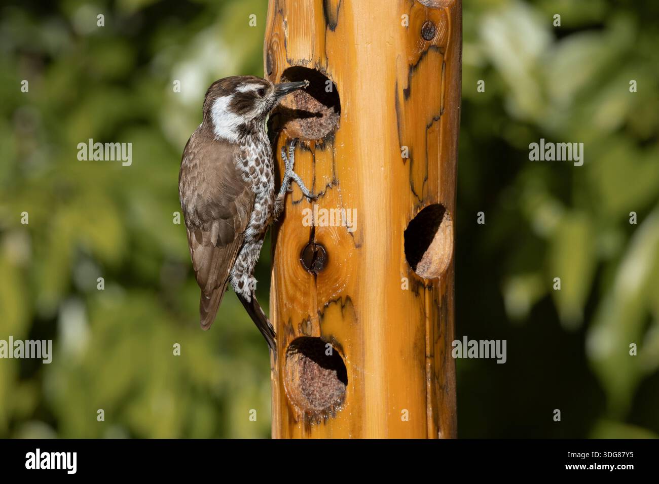 Arizona Woodpecker, Madera Canyon, Arizona, USA, April 2025 Stockfoto