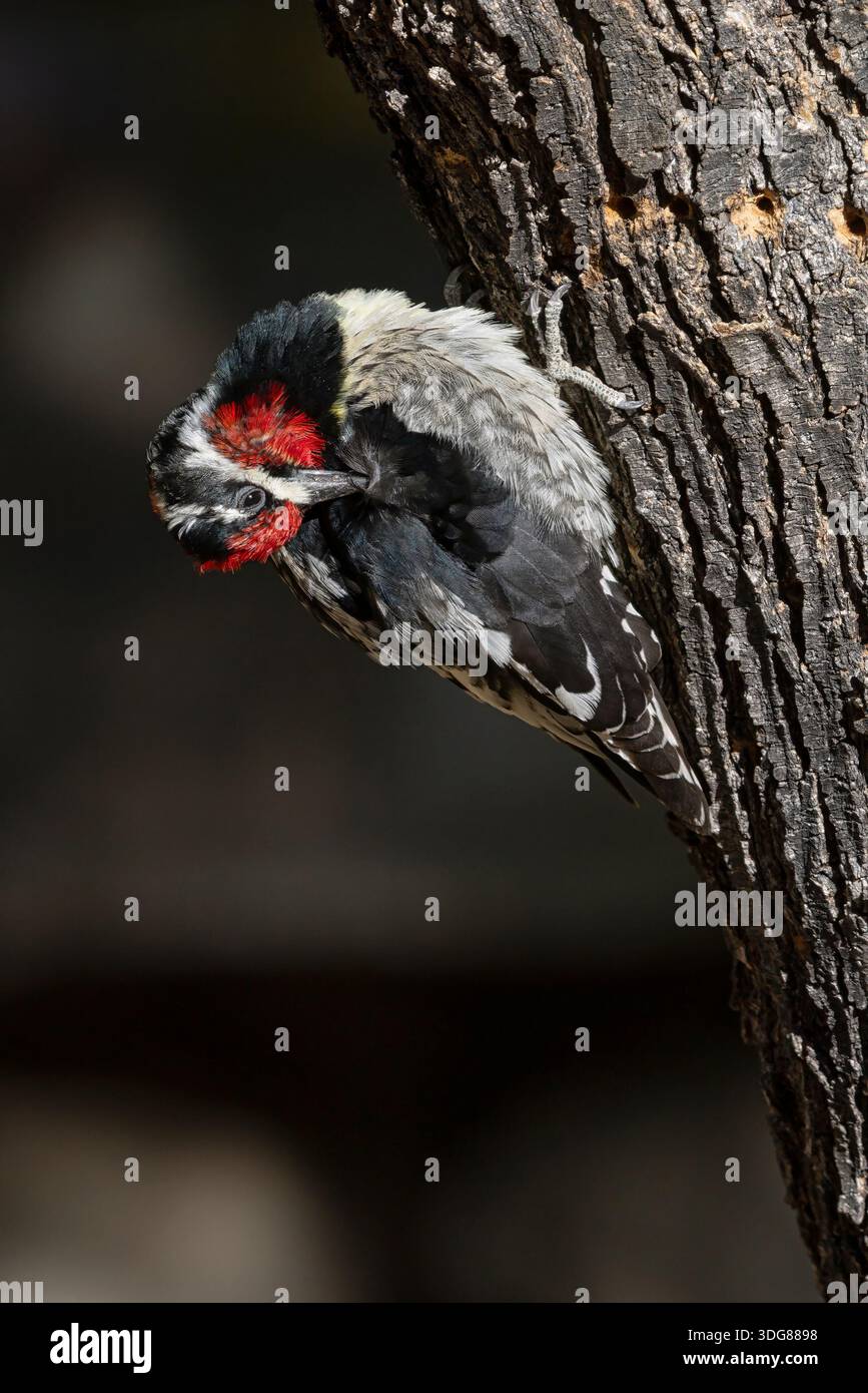 Rotnappelsauger, Madera Canyon,... Arizona, USA, April 2025 Stockfoto