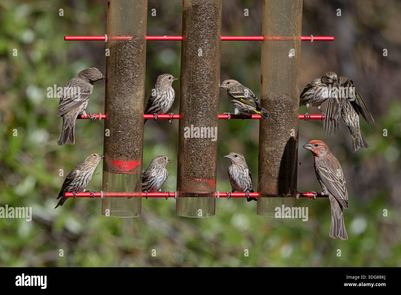 Pine Siskin, Madera Canyon, Arizona, USA, April 2025 Stockfoto