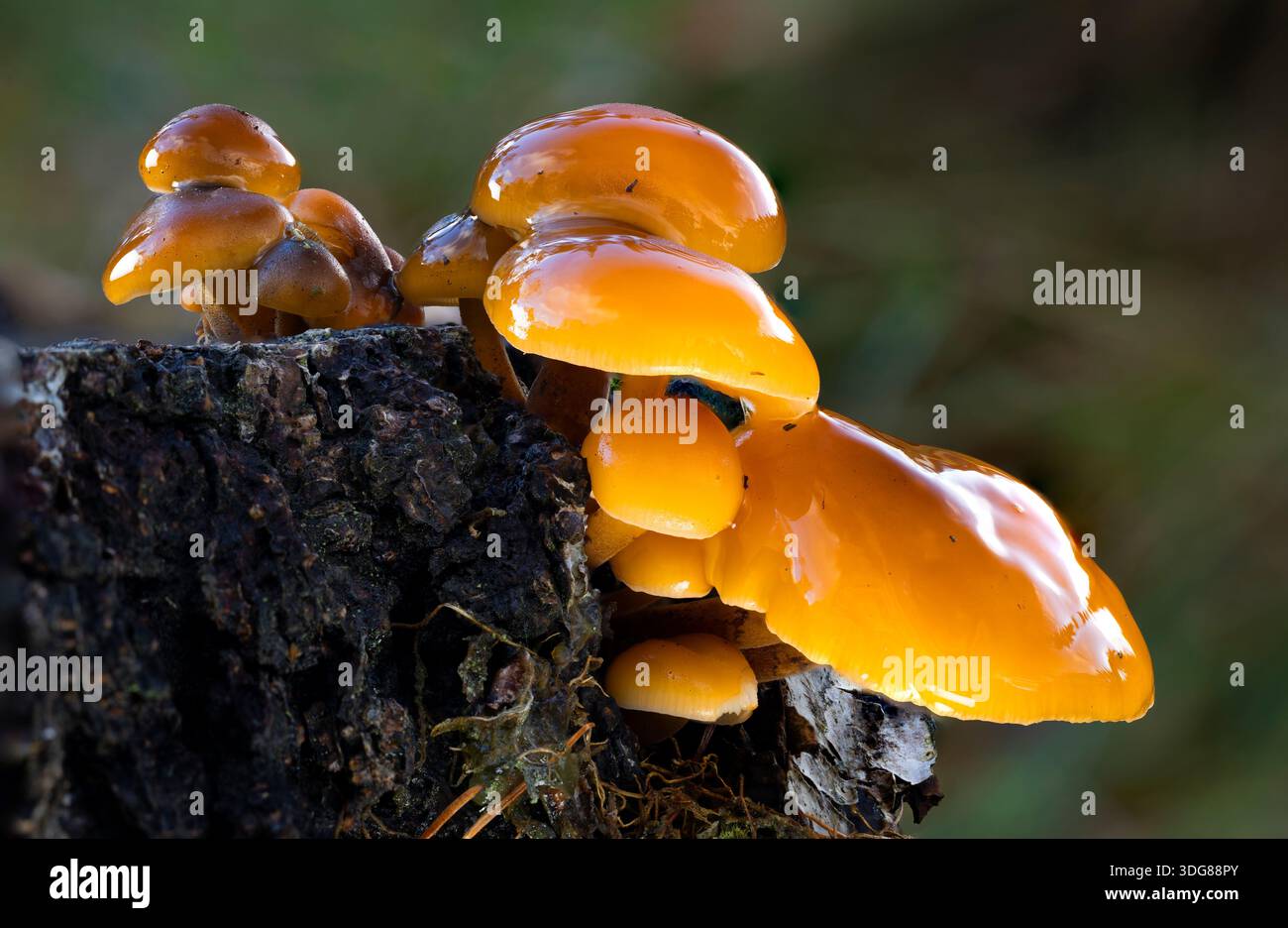 KREIS DES LEBENS Stockfoto