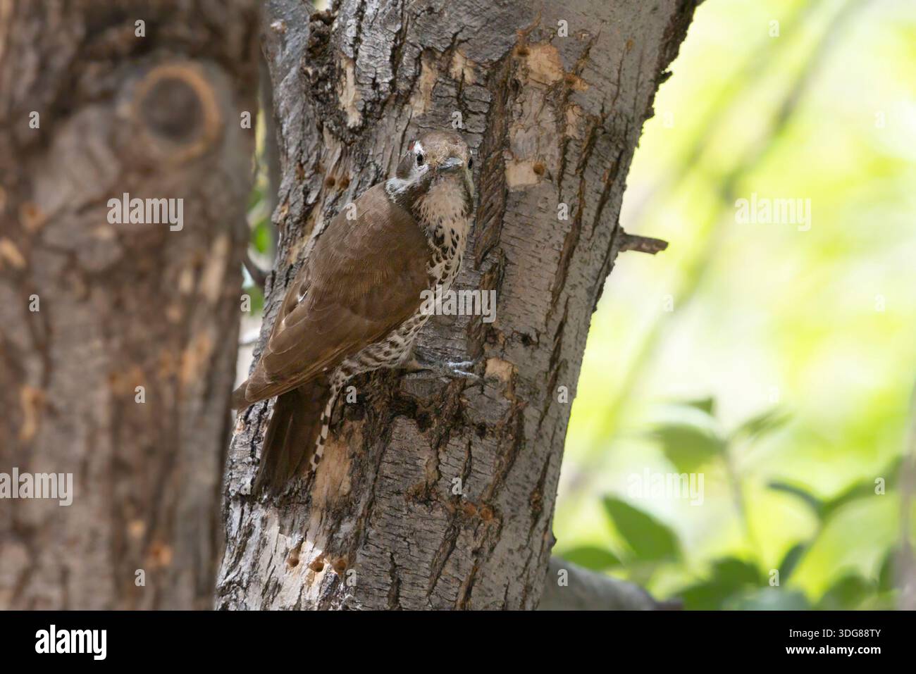 Arizona Woodpecker, Madera Canyon, Arizona, USA, April 2025 Stockfoto