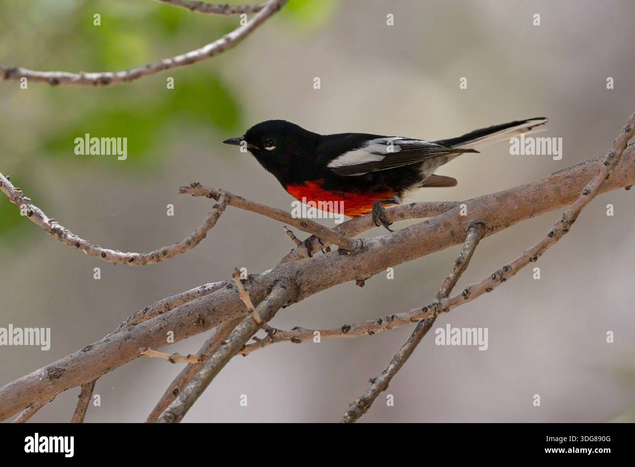 Gemalt Redstart, Madera Canyon, Arizona, USA, April 2025 Stockfoto