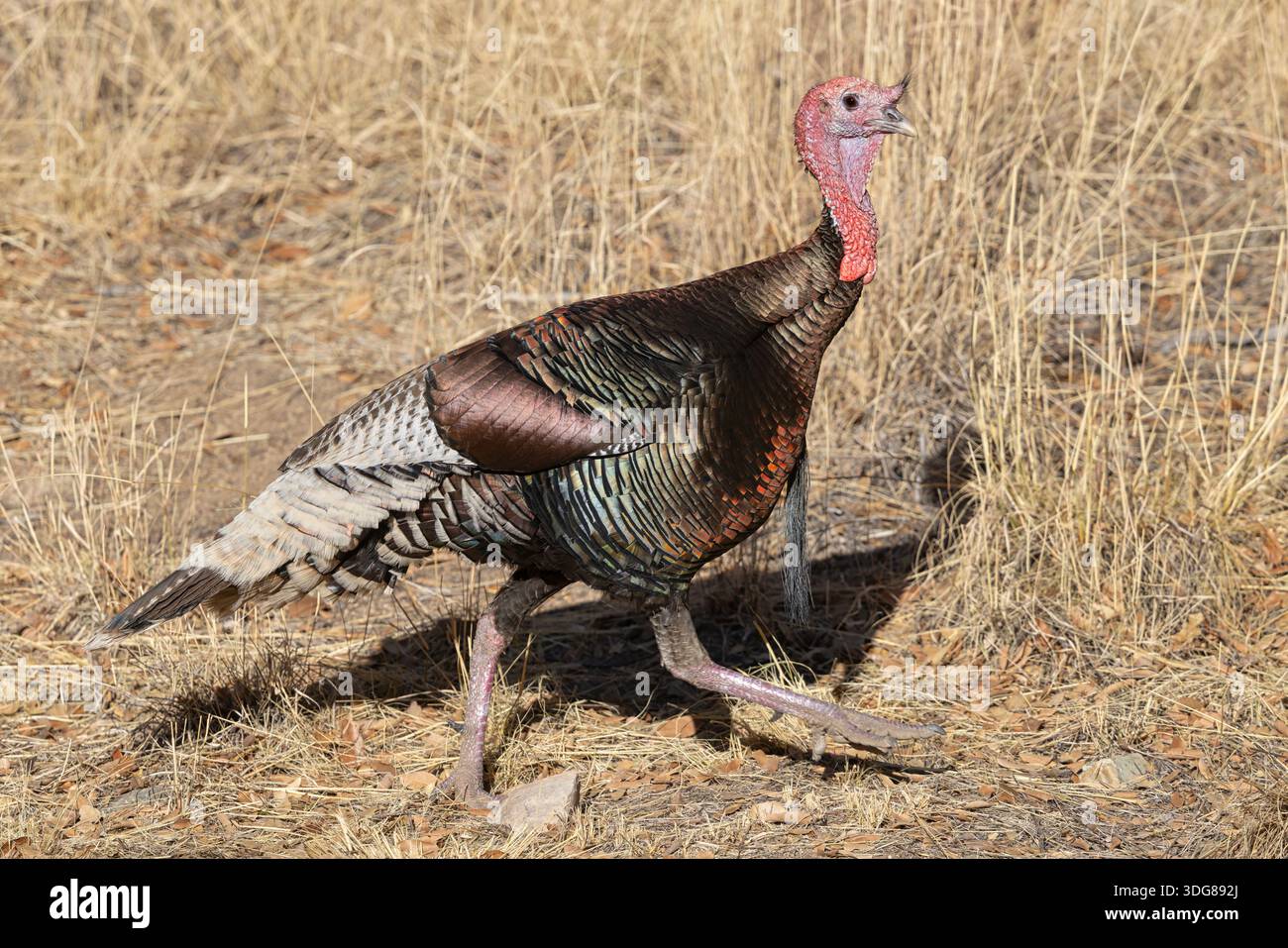 Wild Turkey, Madera Canyon, Arizona, USA, April 2025 Stockfoto