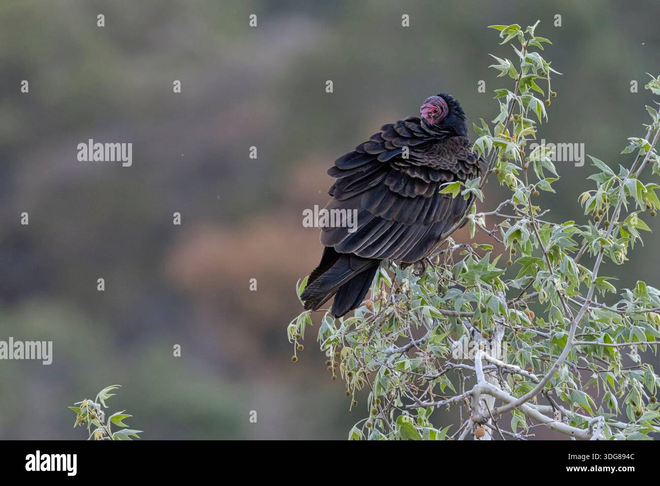 Truthahngeier, Madera Canyon, Arizona, USA, April 2025 Stockfoto