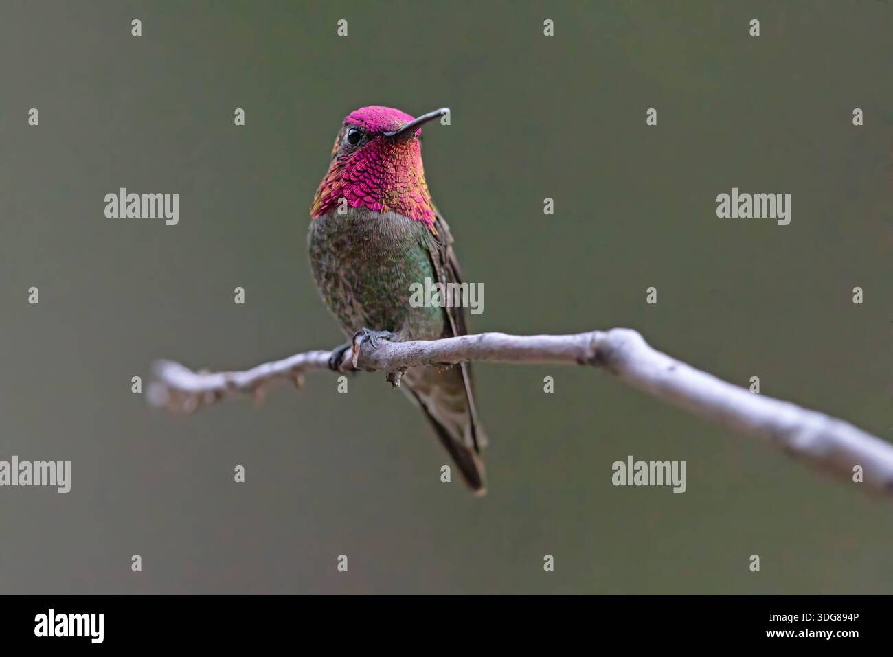 Anna's Hummingbird, Madera Canyon, Arizona, USA, April 2025 Stockfoto