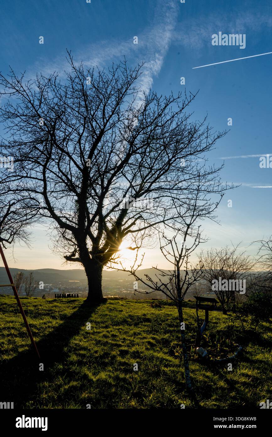 Sonnenstrahlen filtern durch einen schattigen Baum in sanftem Abendlicht und schaffen eine ruhige und ruhige Landschaft. Stockfoto