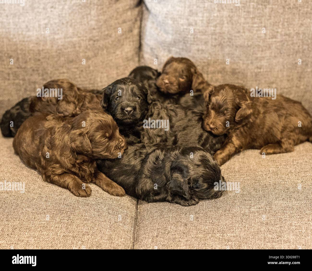 Neun Groodle-Welpen sitzen zusammen und zeigen flauschige Mäntel und verspielte Ausdrücke Stockfoto