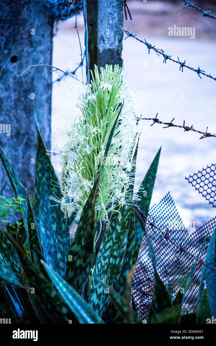 Blte der Sansevieria trifasciata (Vogelnest Sanseviera) Pflanze in  thailand Stockfotografie - Alamy