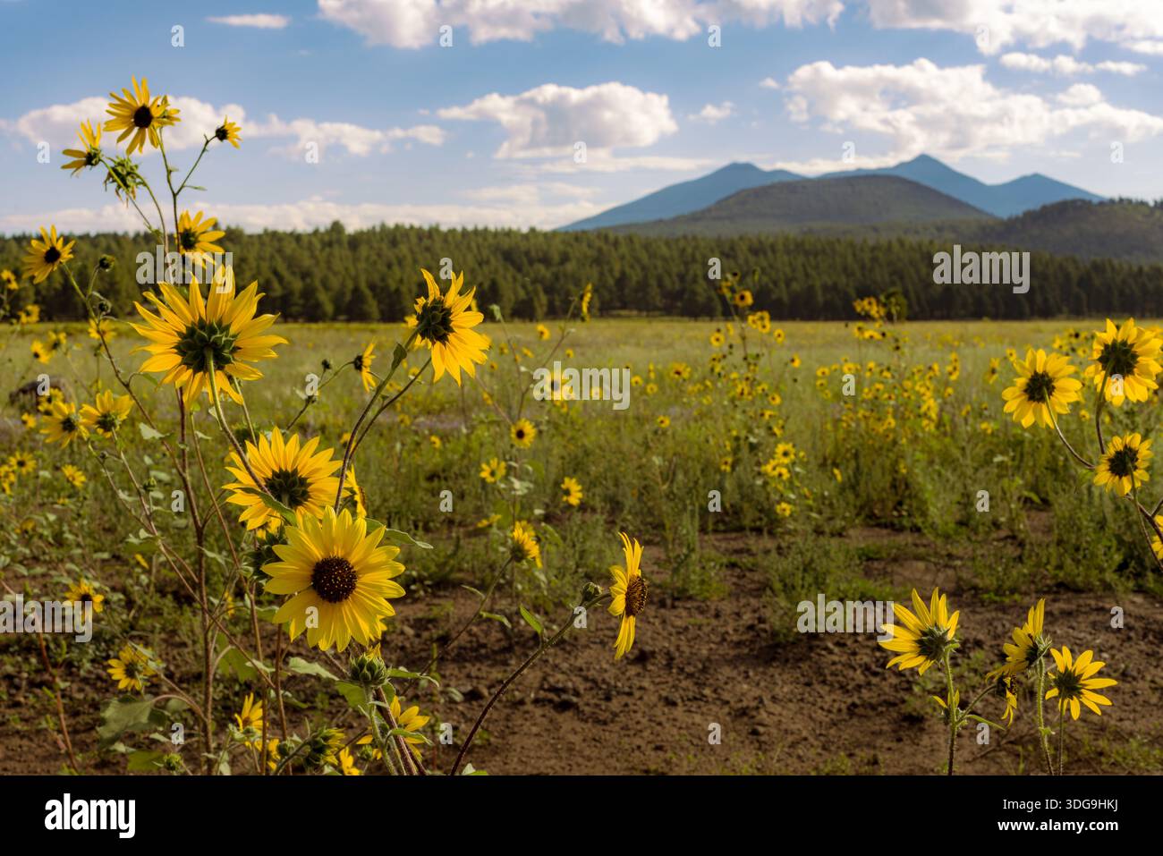 In einer Wiese blühen wilde Sonnenblumen mit Mount Humphreys in der Ferne nahe Flagstaff, Arizona, unter einem Sommerhimmel. Stockfoto