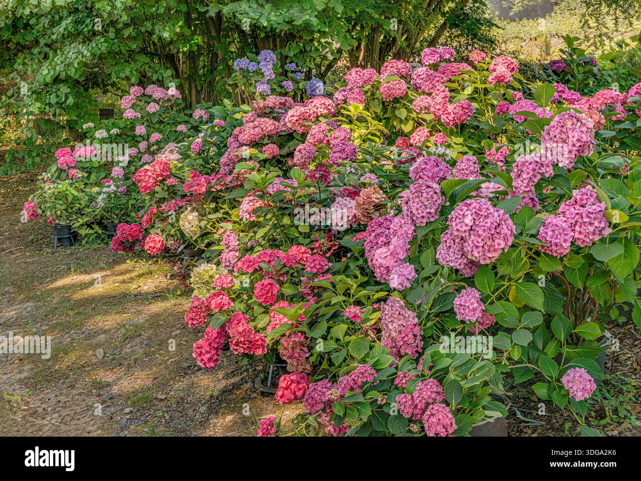 Bunte Blüten der Hydrangea im Landschloss Zuschendorf, Sachsen, Deutschland Stockfoto