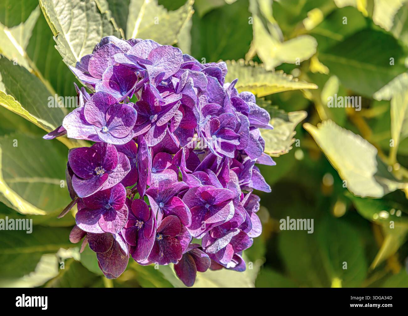 Nahaufnahme einer leuchtenden violetten Hortensie-Blüte (Hydranges Macrophylla) „Jip Blue or Rosa“, beleuchtet von warmem Sonnenlicht, in einem natürlichen Garten Hintergrund Stockfoto