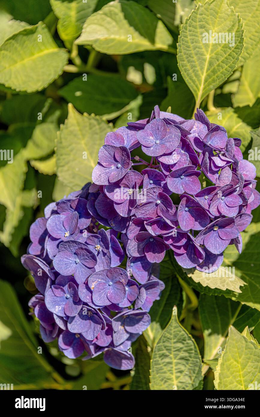 Nahaufnahme einer leuchtenden violetten Hortensie-Blüte (Hydranges Macrophylla) „Jip Blue or Rosa“, beleuchtet von warmem Sonnenlicht, in einem natürlichen Garten Hintergrund Stockfoto