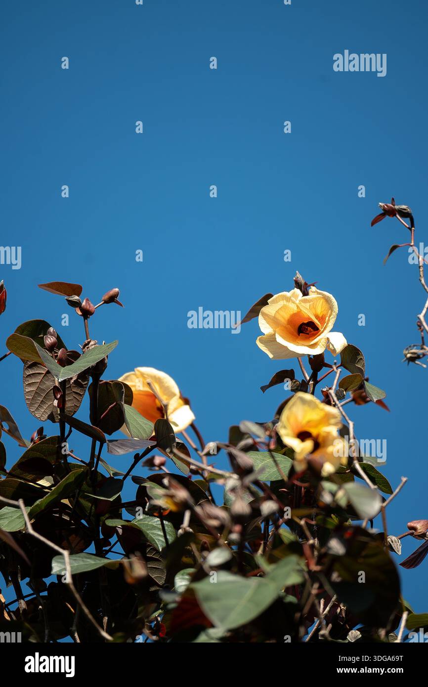 Spitze des Cottonwood-Baumes, einheimischer Hibiskus (Hibiscus tiliaceus), hellgelbe Blüten. Sonniger, blauer Himmel. Garden, Queensland, Australien. Speicherplatz kopieren Stockfoto