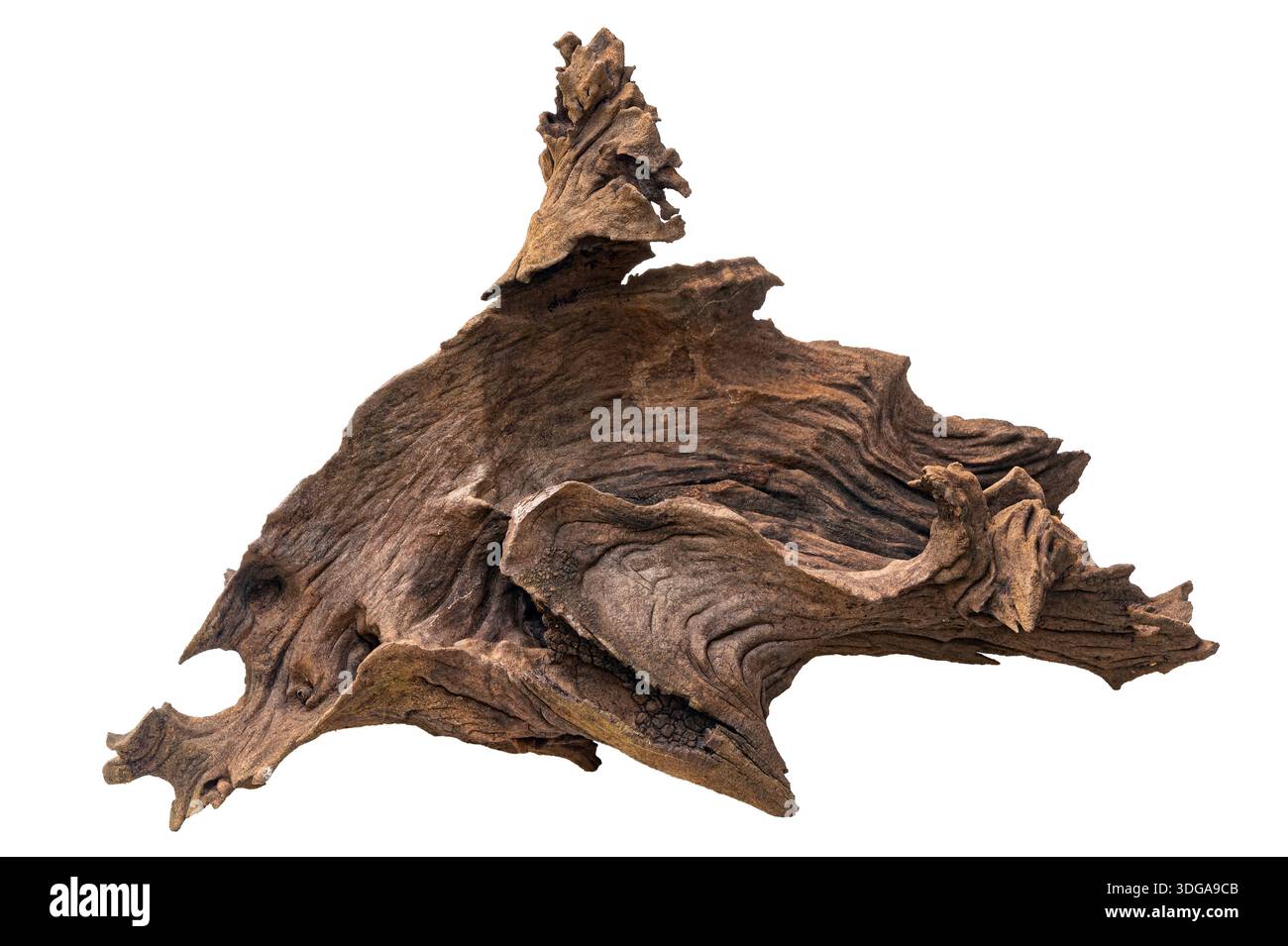 Ein leeres verwittertes Holz zum Anpflanzen von Orchideen, isoliert auf weißem Hintergrund mit Beschneidungspfad. Ein elegantes verfaultes Holz zum Pflanzen von Orchideen. Stockfoto