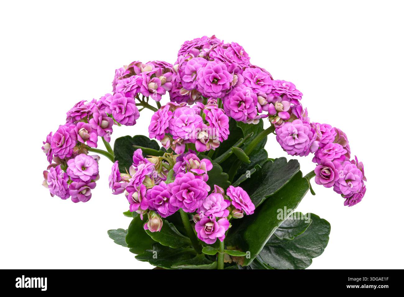 Nahaufnahme einer blühenden rosa Kalanchoe. Isolierte Zimmerpflanze mit dichten Blütenständen und fleischigen Blättern. Perfekt für Komfort zu Hause, Blumengeschäft, Geschenke Stockfoto
