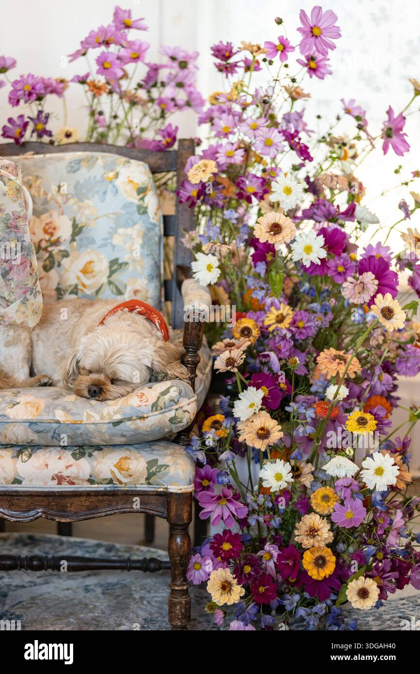Der süße Hund liegt auf einer Blumenkouch, umgeben von bunten Blumen Stockfoto