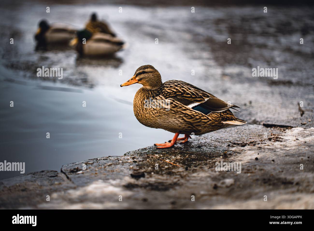 Wilde Ente am Rande eines gefrorenen Teichs im Winter Stockfoto