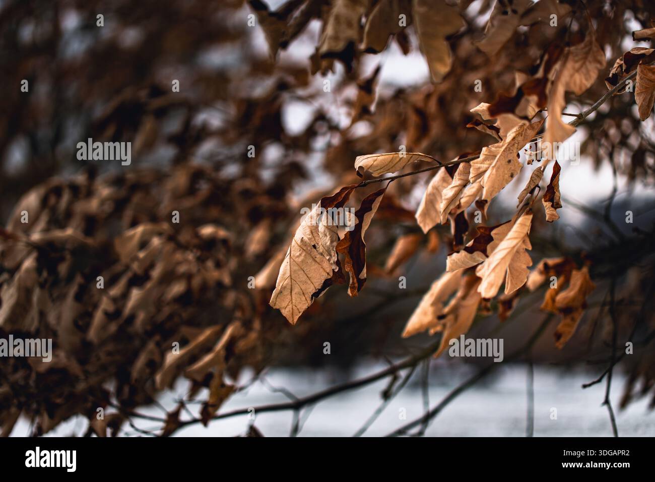 Trockene braune Blätter hängen im Winter an Baumzweig Stockfoto